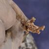 Close-up hand view: clay sculpture of seated woman with a branch for an arm and coral protruding from her head like a crown.